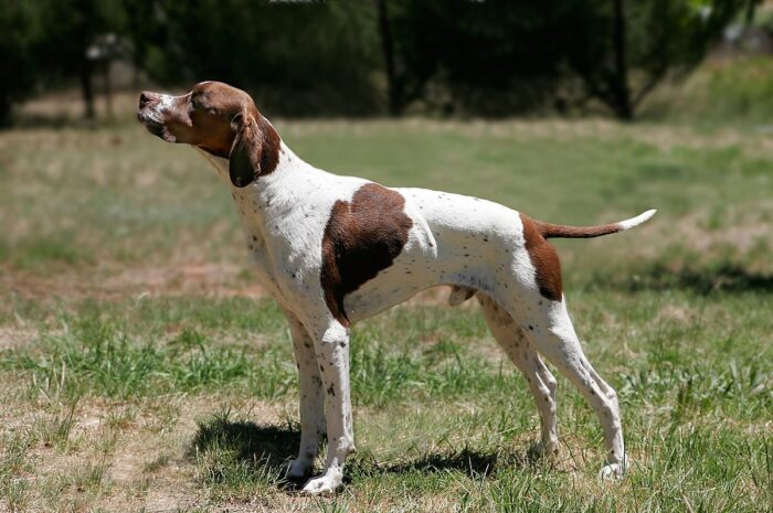 Pointer Dogs and their Shedding – (Complete Dog Guide)