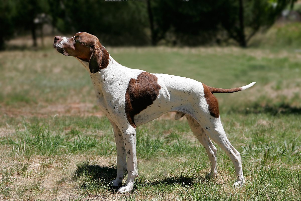 pics of pointer dogs